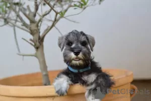 Photos supplémentaires: Poivre et sel de Schnauzer nain