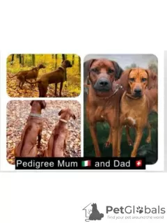 Photo №3. Adorables chiots Rhodesian Ridgeback. Suisse