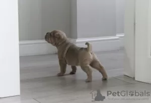 Photo №4. Je vais vendre shar pei en ville de Vilnius. annonce privée - prix - 300€