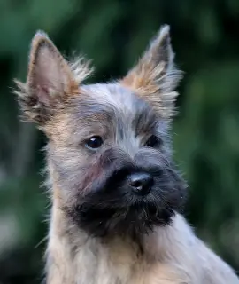 Photo №4. Je vais vendre cairn terrier en ville de Moscou. éleveur - prix - Négocié