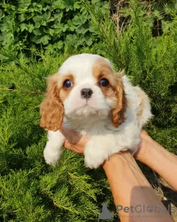 Photo №2 de l'annonce № 64614 de la vente cavalier king charles spaniel - acheter à Fédération de Russie de la fourrière, éleveur