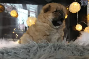 Photo №4. Je vais vendre chow-chow en ville de Кельце. éleveur - prix - 855€