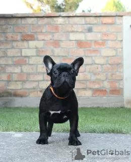 Photos supplémentaires: Chiots bouledogue français