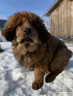 Photo №2 de l'annonce № 37013 de la vente dogue du tibet - acheter à Biélorussie de la fourrière