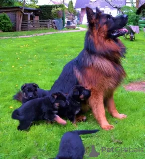 Photo №3. Chiots berger allemand de race pure à vendre. Allemagne