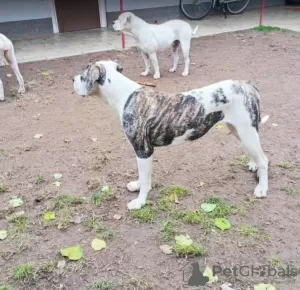 Photos supplémentaires: American Bulldog - chiennes à vendre