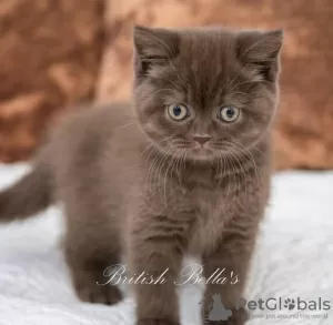 Photo №2 de l'annonce № 102179 de la vente british shorthair - acheter à USA annonce privée