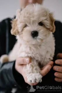 Photo №3. Maltipoo F1. Allemagne