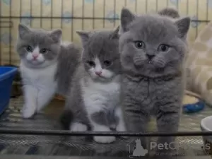 Photo №2 de l'annonce № 129834 de la vente british shorthair - acheter à Allemagne 