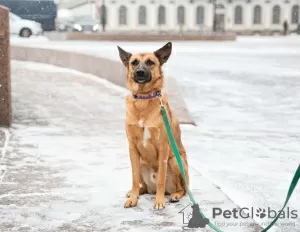 Photo №4. Je vais vendre chien bâtard en ville de Saint-Pétersbourg. annonce privée - prix - Gratuit