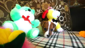 Photo №4. Je vais vendre jack russell terrier en ville de Moscou. de la fourrière - prix - 505€