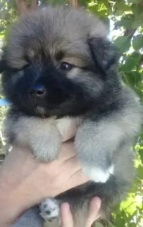 Photo №2 de l'annonce № 3732 de la vente spitz allemand - acheter à Fédération de Russie éleveur