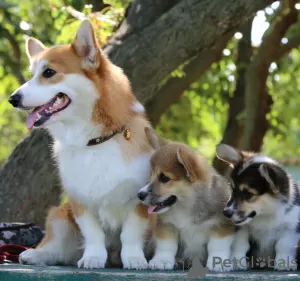 Photo №2 de l'annonce № 11635 de la vente welsh corgi - acheter à Fédération de Russie de la fourrière