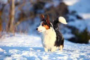 Photo №2 de l'annonce № 5292 de la vente welsh corgi - acheter à Fédération de Russie de la fourrière