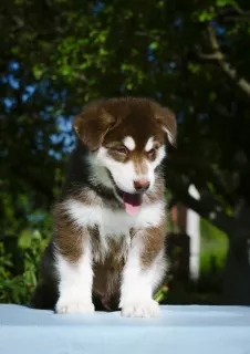 Photo №4. Je vais vendre malamute de l'alaska en ville de Aigle. éleveur - prix - 442€