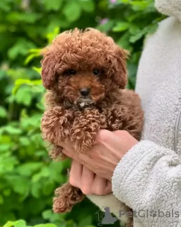 Photo №1. caniche (jouet) - à vendre en ville de Paris | négocié | Annonce №126850