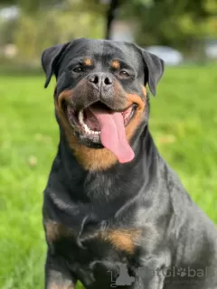 Photos supplémentaires: Kennel Club a enregistré de magnifiques chiots Rottweiler