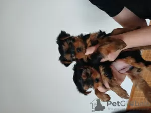 Photos supplémentaires: Des Yorkies. Filles.