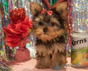 Photo №2 de l'annonce № 55878 de la vente yorkshire terrier - acheter à Belgique 