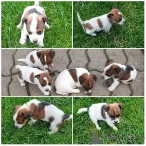 Photo №1. jack russell terrier - à vendre en ville de Москва | Gratuit | Annonce №34511