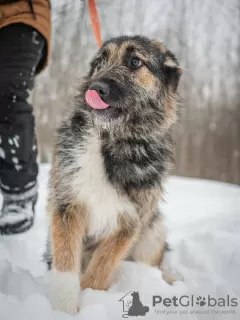 Photos supplémentaires: Rosie est une coquette douce et charmante à la recherche d'un foyer.