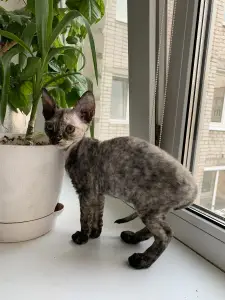 Photo №1. devon rex - à vendre en ville de Smolensk | 497€ | Annonce № 2186