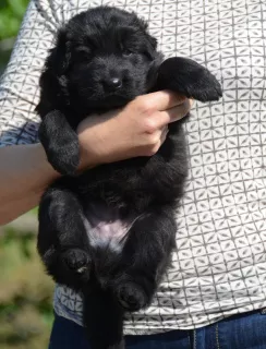 Photos supplémentaires: chiots berger allemand à poil long garçons et filles KSU / FCI, 33 jours, livre