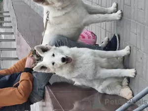 Photo №4. Je vais vendre berger blanc suisse en ville de New york. éleveur - prix - 2000€