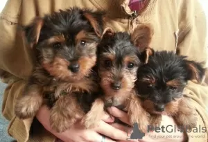 Photo №1. yorkshire terrier - à vendre en ville de Oyskhara | négocié | Annonce №64745