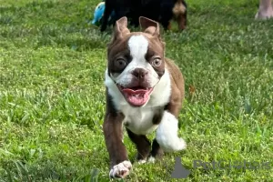 Photo №3. Chiots Boston Terrier. Allemagne