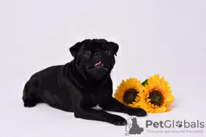 Photos supplémentaires: Chiots carlin à vendre!