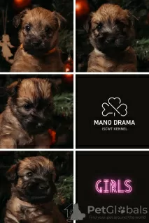 Photo №1. terrier irlandais à poil doux - à vendre en ville de Kaunas | Gratuit | Annonce №86860