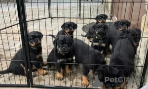 Photo №2 de l'annonce № 114831 de la vente rottweiler - acheter à USA annonce privée