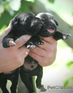 Photo №4. Je vais vendre cane corso en ville de Vršac.  - prix - négocié