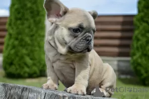 Photos supplémentaires: Chiots bouledogue français