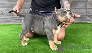 Photo №4. Je vais vendre american bully en ville de Bijeljina. éleveur - prix - négocié