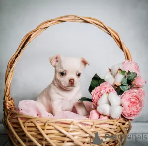 Photo №1. chihuahua - à vendre en ville de Tolyatti | 669€ | Annonce №10385