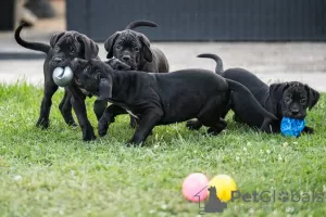 Photo №3. Chiots Cane Corso. Serbie