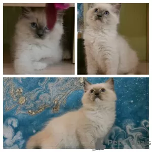 Photo №1. ragdoll - à vendre en ville de Bratsk | 514€ | Annonce № 11993