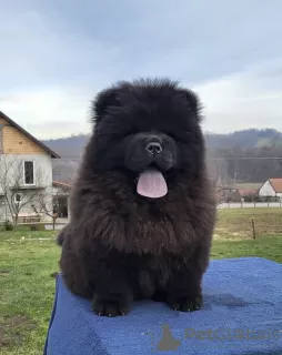 Photo №3. Chiots mâles Chow Chow à vendre !. Serbie