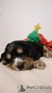 Photo №1. cocker spaniel anglais - à vendre en ville de Kwidzyn | 900€ | Annonce №129003