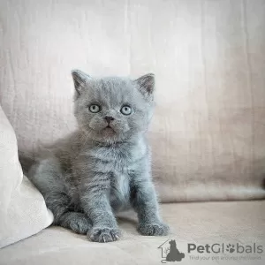 Photo №3. Lignée de British Shorthair Champion dans le pedigree. Allemagne