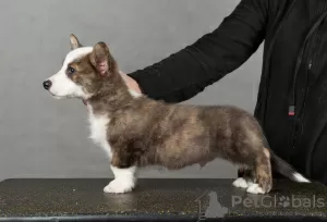 Photo №4. Je vais vendre welsh corgi en ville de Saint-Pétersbourg. de la fourrière, éleveur - prix - 663€