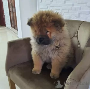 Photos supplémentaires: Chiots Chow-Chow