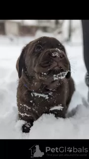 Photo №2 de l'annonce № 82315 de la vente labrador retriever - acheter à Biélorussie éleveur