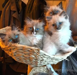 Photo №4. Je vais vendre ragdoll en ville de Калифорния Сити.  - prix - négocié