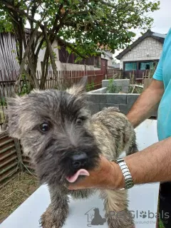 Photos supplémentaires: Cairn Terrier, chiots mâles