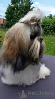 Photos supplémentaires: Je vends des documents FCI de chiots Shih Tzu