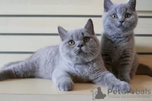 Photo №1. british shorthair - à vendre en ville de Ljubljana | 250€ | Annonce № 98534