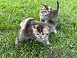 Photos supplémentaires: Chatons écossais - Scottish Fold et Scottish Straight